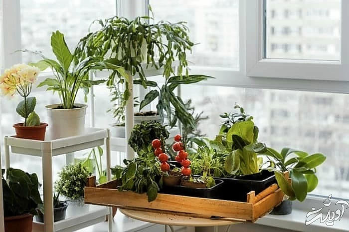 گیاهان آپارتمانی برای جلوگیری از آبریزش بینی فواید گیاهان آپارتمانی